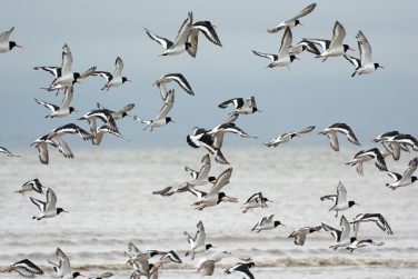 OFFICINE VILLE LITTORALE